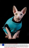 Gina and her son Prince Charming - the hairless sphynx cats - wear coats to keep warm, Dublin, Ireland - February 2014