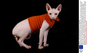 Gina and her son Prince Charming - the hairless sphynx cats - wear coats to keep warm, Dublin, Ireland - February 2014