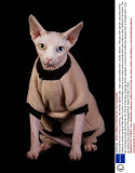 Gina and her son Prince Charming - the hairless sphynx cats - wear coats to keep warm, Dublin, Ireland - February 2014