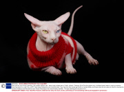 Gina and her son Prince Charming - the hairless sphynx cats - wear coats to keep warm, Dublin, Ireland - February 2014
