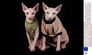 Gina and her son Prince Charming - the hairless sphynx cats - wear coats to keep warm, Dublin, Ireland - February 2014