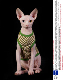 Gina and her son Prince Charming - the hairless sphynx cats - wear coats to keep warm, Dublin, Ireland - February 2014