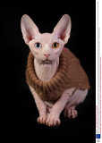 Gina and her son Prince Charming - the hairless sphynx cats - wear coats to keep warm, Dublin, Ireland - February 2014