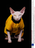 Gina and her son Prince Charming - the hairless sphynx cats - wear coats to keep warm, Dublin, Ireland - February 2014