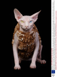 Gina and her son Prince Charming - the hairless sphynx cats - wear coats to keep warm, Dublin, Ireland - February 2014