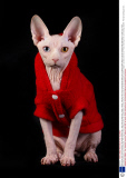 Gina and her son Prince Charming - the hairless sphynx cats - wear coats to keep warm, Dublin, Ireland - February 2014