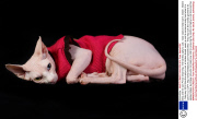 Gina and her son Prince Charming - the hairless sphynx cats - wear coats to keep warm, Dublin, Ireland - February 2014