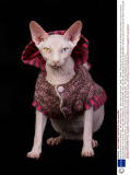 Gina and her son Prince Charming - the hairless sphynx cats - wear coats to keep warm, Dublin, Ireland - February 2014