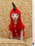 Gina and her son Prince Charming - the hairless sphynx cats - wear coats to keep warm, Dublin, Ireland - February 2014