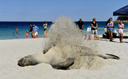 Ein riesiger Seehund sonnt sich am Sorrento Beach von Perth
