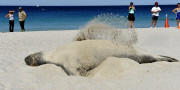 Ein riesiger Seehund sonnt sich am Sorrento Beach von Perth