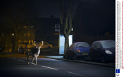 Photographer documents London's urban deer, Britain - Jan 2014