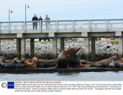 Gigantic steller sea lion dwarfs its tiny California sea lion cousins, Moss Landing, California, America - 2013