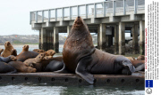 Gigantic steller sea lion dwarfs its tiny California sea lion cousins, Moss Landing, California, America - 2013