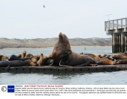 Gigantic steller sea lion dwarfs its tiny California sea lion cousins, Moss Landing, California, America - 2013
