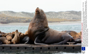 Gigantic steller sea lion dwarfs its tiny California sea lion cousins, Moss Landing, California, America - 2013