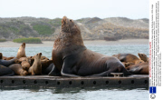 Gigantic steller sea lion dwarfs its tiny California sea lion cousins, Moss Landing, California, America - 2013