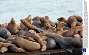 Gigantic steller sea lion dwarfs its tiny California sea lion cousins, Moss Landing, California, America - 2013