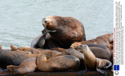 Gigantic steller sea lion dwarfs its tiny California sea lion cousins, Moss Landing, California, America - 2013