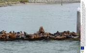 Gigantic steller sea lion dwarfs its tiny California sea lion cousins, Moss Landing, California, America - 2013