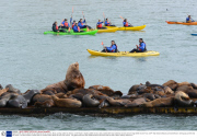 Gigantic steller sea lion dwarfs its tiny California sea lion cousins, Moss Landing, California, America - 2013