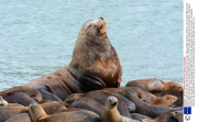 Gigantic steller sea lion dwarfs its tiny California sea lion cousins, Moss Landing, California, America - 2013