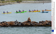 Gigantic steller sea lion dwarfs its tiny California sea lion cousins, Moss Landing, California, America - 2013