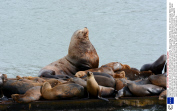 Gigantic steller sea lion dwarfs its tiny California sea lion cousins, Moss Landing, California, America - 2013