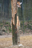 Giraffe versteckt sich