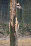 Giraffe versteckt sich