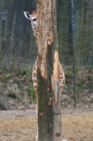 Giraffe versteckt sich