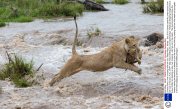 Lioness risks a river crossing with her cub, Masai Mara , Kenya - Dec 2013