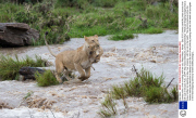 Lioness risks a river crossing with her cub, Masai Mara , Kenya - Dec 2013