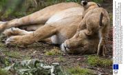 Lioness risks a river crossing with her cub, Masai Mara , Kenya - Dec 2013