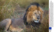 Lion shakes its wet mane free of rain, Masai Mara, Kenya - 2013