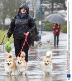 Crufts Dog Show, NEC Birmingham, Britain - 06 Mar 2014