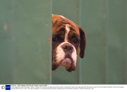 Crufts Dog Show, NEC Birmingham, Britain - 06 Mar 2014