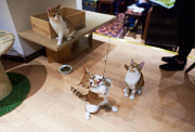 Lady Dinah's Cat Emporium
