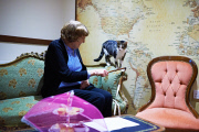 Lady Dinah's Cat Emporium