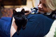 Lady Dinah's Cat Emporium