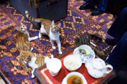 Lady Dinah's Cat Emporium