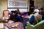 Lady Dinah's Cat Emporium