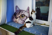 Lady Dinah's Cat Emporium