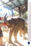 Miranda Kerr donates US$100,000 to elephant charity, Thailand - 20 Feb 2014