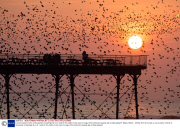 A murmuration of tens of thousands of starlings fly in to roost for the night on the cast iron legs of the Victorian seaside pier at Aberystwyth, Wales, Britain - 09 Mar 2014