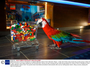 Auditions for job as 'Parrot in Residence' at Legoland Windsor Resort Hotel, Berkshire, Britain - 12 Mar 2014
