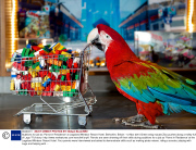 Auditions for job as 'Parrot in Residence' at Legoland Windsor Resort Hotel, Berkshire, Britain - 12 Mar 2014