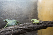 Animals go hungry at Kiev Zoo