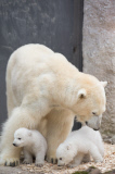 Eisbärenzwillinge im Tierpark Hellabrunn