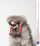 The weird and wonderful world of dog grooming, New Jersey, Mar 2014